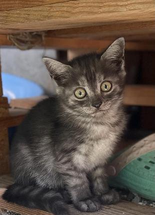 Кошенята для душі і тіла 2