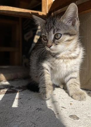 Кошенята для душі і тіла 4