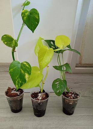 Набор саженцев 🪄🌱🌱🌱