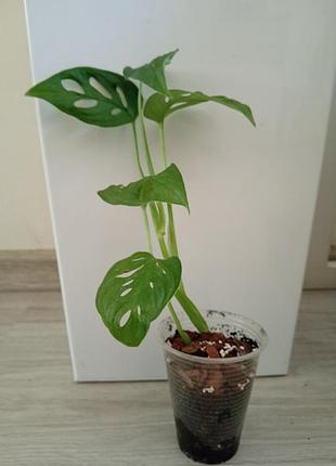Набор саженцев 🪄🌱🌱🌱 2