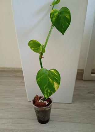 Набор саженцев 🪄🌱🌱🌱 4