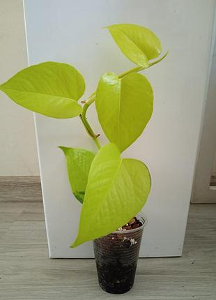 Набор саженцев 🪄🌱🌱🌱 3