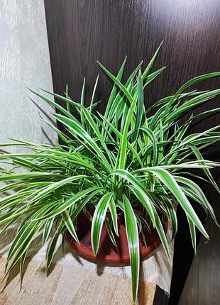 Хлорофітум чубатий оушен (chlorophytum comosum ocean)
