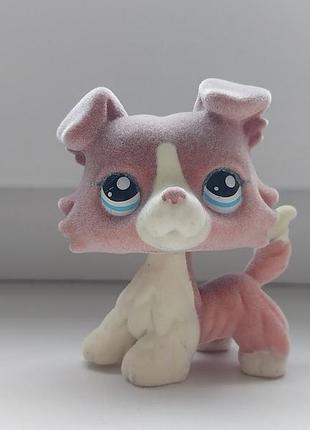 Лпс літлс пет шоп фігурка собака коллі петшоп lps littlest pet shop фігурки іграшки дитяча іграшка собачка пэтс шопы пэтсшопы litless pet shop petshop