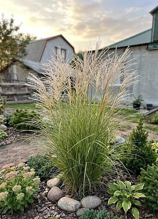 Мисскантус китайский монинг лайт (miscanthus sinensis morning light), p9
