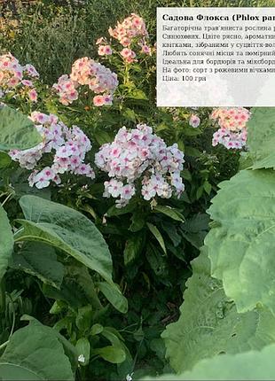 🌸 продаються розкішні багаторічні флокси! ніжні рожево-білі квіти з яскравою серединкою стануть справжньою окрасою вашого саду. , багатлрічні,