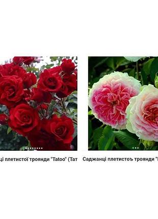 Саженцы роз 8