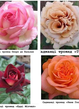 Саженцы роз 4