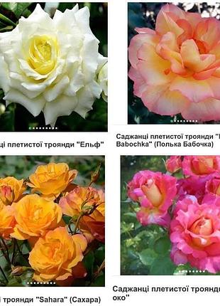 Саженцы роз 7