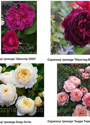 Саженцы роз 2