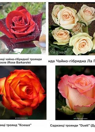 Саженцы роз 5