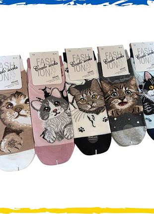 Носки женские с котами короткие coalo набор 10 пар. 36-41р