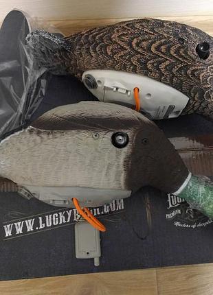 Lucky duck lucky pair іі 3