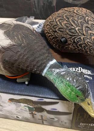Lucky duck lucky pair іі 2