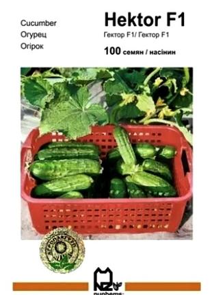 Огірок гектор f1 - 100 насінин (агропакгруп)