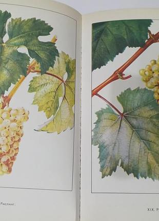 Настольная книга виноградаря. 1985.  176 стр. 3
