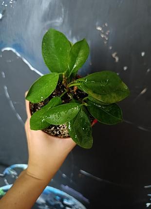 Фикус ficus на выбор эластика абиджан бенджамина вермолистый