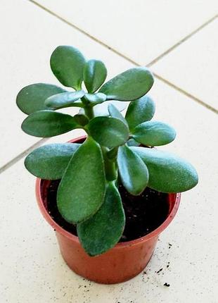 Кімнатні рослини товстянка (crassula ovata)