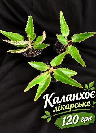 Каланхоє лікарське