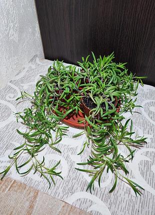 Оттона капська (crassothonna capensis)