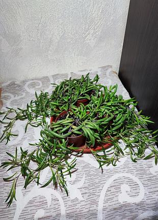 Оттона капская (crassothonna capensis) 2