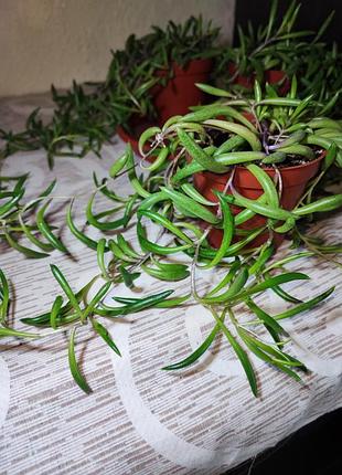 Оттона капская (crassothonna capensis) 4
