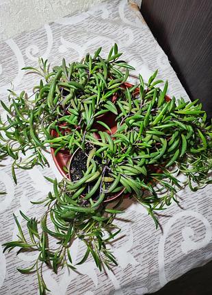 Оттона капская (crassothonna capensis) 3