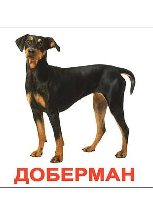Шарф в наличии.