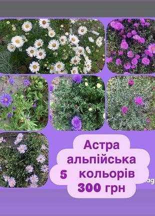 Астра альпійська, морозець набір 5 сортів