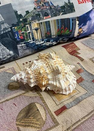 Велика натуральна раковина мурекс (chicoreus ramosus)