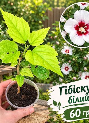Гібіскус сирійський деревовидний білий