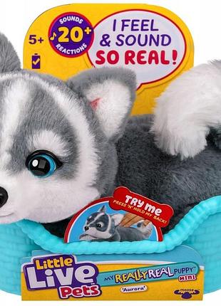 Little live pets мій дуже справжній песик міні аврора хаскі