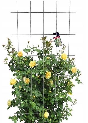Сходи для квітів металева садова решітка для рослин-ліан 75x150cm міцна