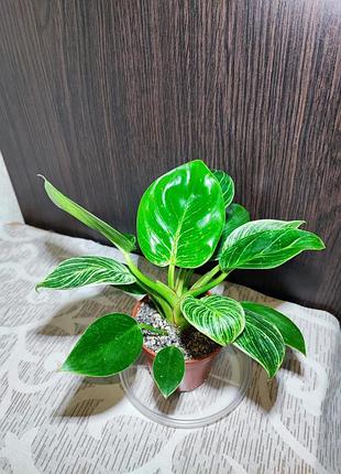 Филодендрон биркин (philodendron birkin)