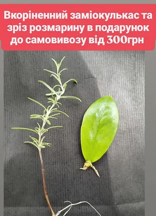 Зріз розмарину та вкоріненний заміокулькас в подарунок до самовозу на 300грн із всієї сторінки