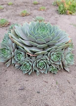 Сортовые уличные суккуленты молодило sempervivum выдерживают засухую и мороз.
