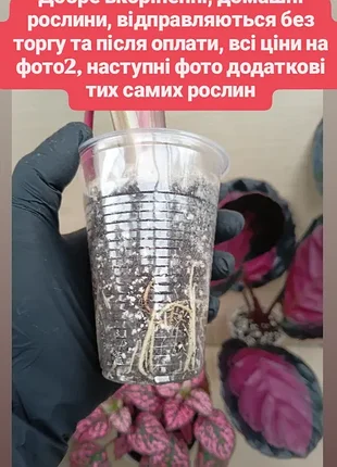 От 50грн розовые растения калатея сингониум пенк строманта триостар фитония