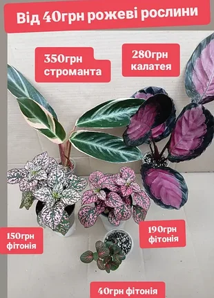 Від 50грн рожеві рослини калатея сингоніум пінк строманта тріостар фітонія