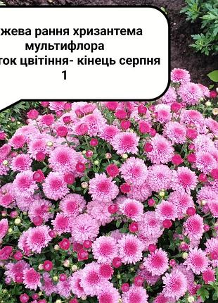 Рання хризантема мультифлора рожева кущ