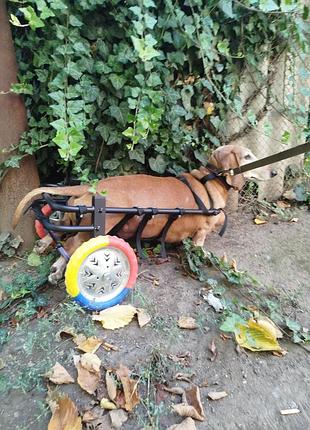 Інвалідний візок для собак 2