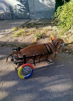 Інвалідний візок для собак 3