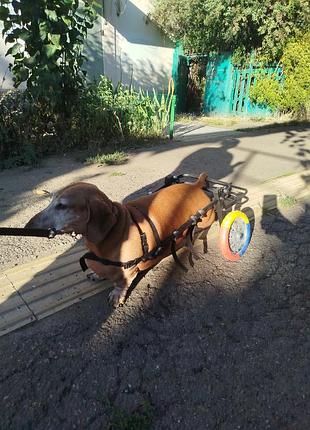 Інвалідний візок для собак 4