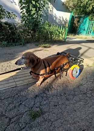 Інвалідний візок для собак 5