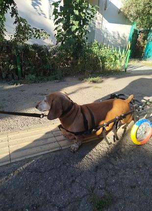 Інвалідний візок для собак 7