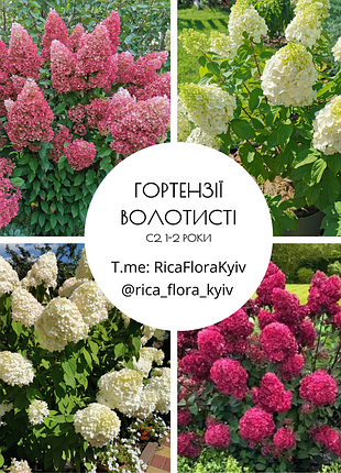 Гортензии воласти, 1-2 года, с2