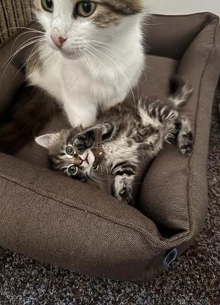 Лежак harley and cho коричневий 2