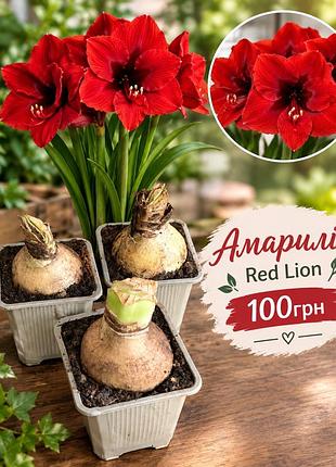Амариліс червоний red lion