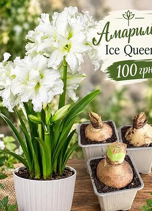 Амариліс ice queen