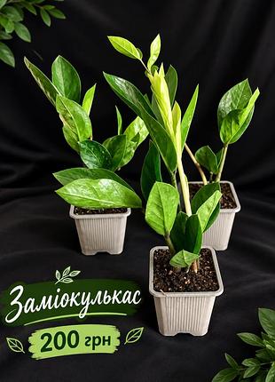 Заміокулькас