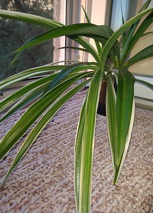 Хлорофитум (chlorophytum)